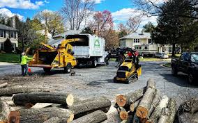 How Our Tree Care Process Works  in  Crystal Lawns, IL